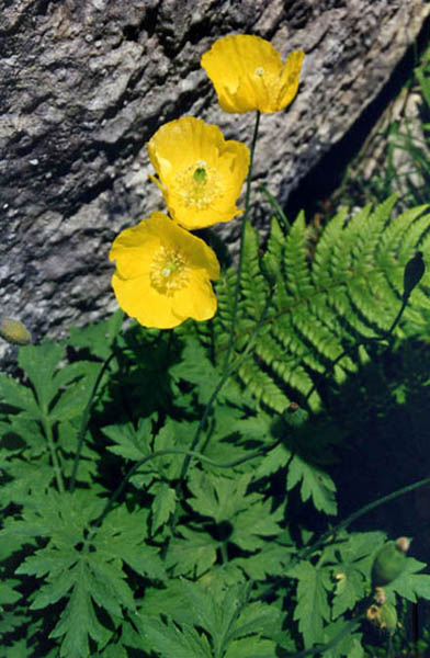 Meconopsis cambrica en fleurs dans les sous-bois clairs des Pyrénées